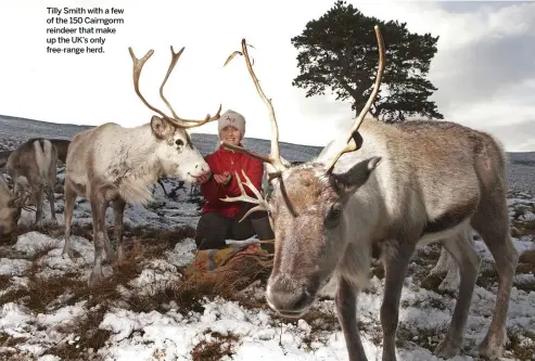  ??  ?? Tilly Smith with a few of the 150 Cairngorm reindeer that make up the UK’s only free-range herd.