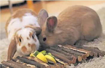  ?? FOTO: LUDWIG KRAUSE ?? Im Sommer zogen die Zwergkanin­chen Frida (r.) und Dickie bei unserem Auto Ludwig Krause und seiner Freundin ein. Seitdem hat das Paar einiges mit seinem tierischen Nachwuchs erlebt.