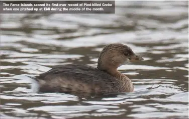  ??  ?? The Faroe Islands scored its first-ever record of Pied-billed Grebe when one pitched up at Eiði during the middle of the month.