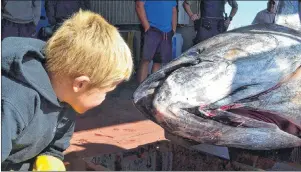  ?? ERIC MCCARTHY/JOURNAL PIONEER ?? A curious Jack Wallace takes a look into the mouth of a tuna that his father, Wayne Wallace, brought to port in Northport Thursday. There were eight people, including Jack, onboard for the successful fishing trip.