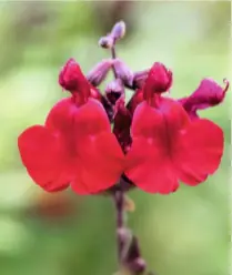  ??  ?? Salvia ‘Dyson’s Crimson’ is similar in colour to ‘Silas Dyson’ with darker green leaves, but it has a more compact habit. Drought tolerant, it can reach a height of 31in (80cm).