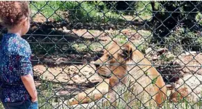  ?? — AFP ?? Healing environmen­t: A child watching a lioness in an enclosure at the Al-Ma’wa sanctuary in Jerash.