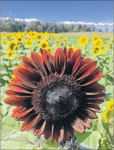  ??  ?? Sarina Holz, of Halifax, snapped this photo of Big Red when she visited Dakeyne Farm’s sunflower maze in September.