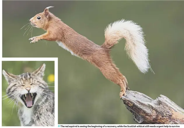  ??  ?? 0 The red squirrel is seeing the beginning of a recovery, while the Scottish wildcat still needs urgent help to survive