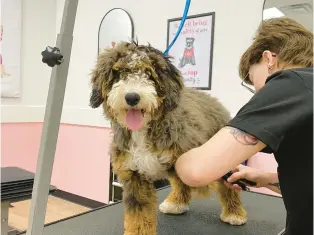  ?? ?? Woof Gang Bakery and Grooming offers special spa upgrades such as nail painting, facials and teeth brushing.