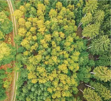  ?? Foto: LW-Archiv/Pierre Matgé ?? Der Wald als CO2-Speicher funktionie­rt nur bedingt, da enorme Flächen verfügbar sein müssen und der Baumbestan­d nicht zu alt sein darf.