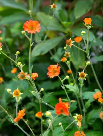  ??  ?? COLOUR HIT
Opposite Geum thrives in a sunny spot and will bloom from early to late summer