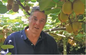  ?? PHOTOS: PETER TURNER ?? ABOVE: Peter Turner, director of SA Kiwi Pollen, sees exciting potential for the local kiwi fruit industry.