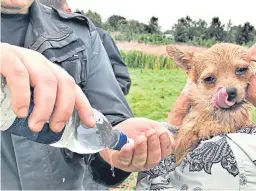  ??  ?? Bear the chorkie cross breed disappeare­d down a rabbit warren in a field in Linlithgow.