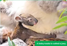  ?? ?? A baby koala is called a joey