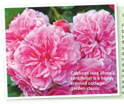  ??  ?? Cabbage rose (Rosa x centifolia) is a highly scented cottage garden classic