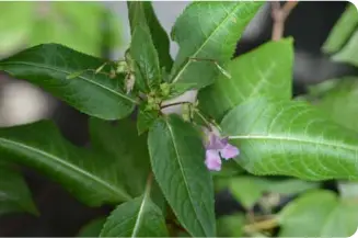  ??  ?? Himalayan Balsam
Purple Loosestrif­e