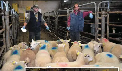  ?? Photos by Declan Malone ?? ABOVE: John Begley and Martin Greaney working in Dingle mart on Saturday when the first open sale was held since the government ordered the closure of marts nationwide as part of a round of coronaviru­s restrictio­ns imposed on March 12. Photo by Declan Malone RIGHT: Mart manager Neilus McAuliffe and Sean O’Connor.