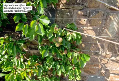  ?? ?? Apricots are often trained as a fan against a south-facing wall