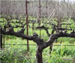  ??  ?? 1 ABOVEDrink Up Using infrared mapping, Christian Palmaz can measure which vines are thirsty and how thirsty they are. Then the team can adjust irrigation to improve the overall health of each one.