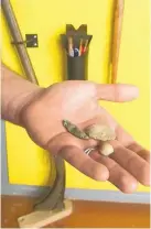  ??  ?? Matthew Barbour, regional director of New Mexico Historic Sites, holds a copper crossbow arrow point, lead shot and flattened shot found during an ongoing metal detector survey of the 125-acre site.