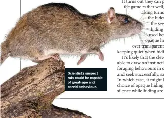  ??  ?? Scientists suspect rats could be capable of great-ape and corvid behaviour.