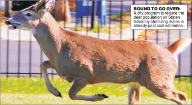  ??  ?? BOUND TO GO OVER: A city program to reduce the deer population on Staten Island by sterilizin­g males is already past cost estimates.