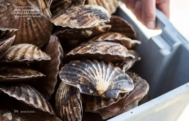  ??  ?? Once out of their shells, Guy’s super-fresh scallops have a sweet flavour and firm texture