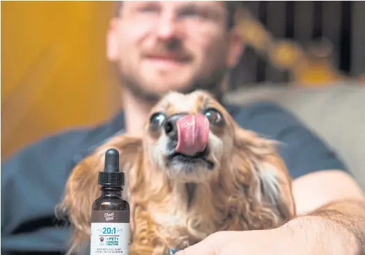  ??  ?? MAN’S BEST FRIEND: Brett Hartmann with his dog Brutus, a 13-year-old Dachshund, discusses the use of cannabis at his home in Los Angeles.