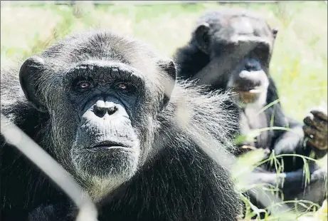  ?? PERE DURAN / NORD MEDIA ?? Chimpancés en las actuales instalacio­nes de la Fundació Mona