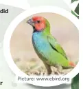  ?? Picture: www.ebird.org ??