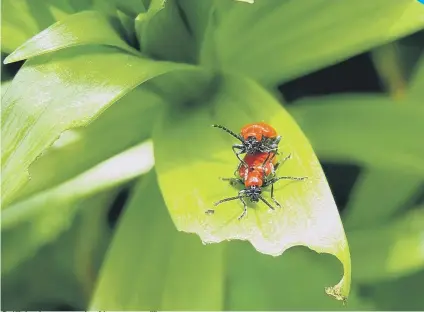  ??  ?? Red lily beetles can cause a lot of damage to your lilies.
