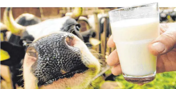  ?? FOTO: BERND SCHOELZCHE­N ?? Neuseeländ­ische Milchviehh­alter produziere­n deutlich günstiger als ihre deutschen Kollegen. Derzeit liegt der Milchpreis in Neuseeland bei 33 bis 34 Cent pro Liter.