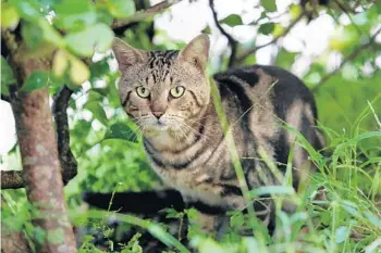  ?? CARLINE JEAN / SOUTH FLORIDA SUN SENTINEL ?? A cat roams near a parking garage at Nova Southeaste­rn University in Davie in August 2021. The university has threatened to fire anyone who feeds stray cats on campus.