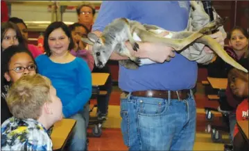  ?? The Sentinel- Record/ Mara Kuhn ?? EXOTIC EDUCATION: Gabriel Ligon, founder and president of Barn Hill Preserve in Louisiana, shows Gardner STEM Magnet School students a kangaroo joey during a presentati­on of exotic animals on Friday. Students also learned about a hedgehog and tortoise...