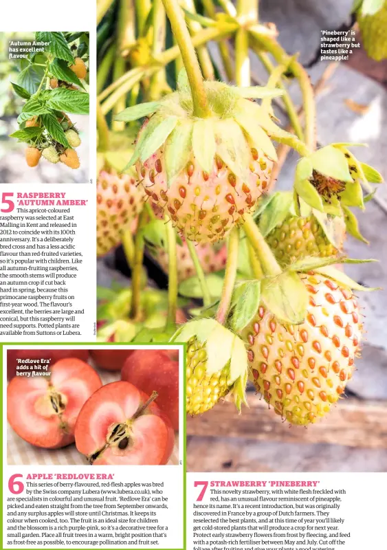  ??  ?? ‘Autumn Amber’ has excellent flavour ‘Redlove Era’ adds a hit of berry flavour ‘Pineberry’ is shaped like a strawberry but tastes like a pineapple!