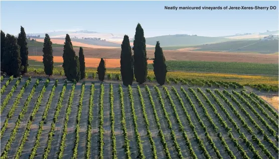  ??  ?? Neatly manicured vineyards of Jerez-Xeres-Sherry DO