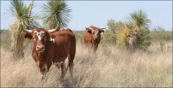 ?? COURTESY ANDREA CAMPANELLA, USDA AGRICULTUR­AL RESEARCH SERVICE ?? Raramuri Criollo cattle at the ARS Jornada Experiment­al Range in New Mexico.