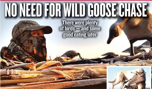  ?? | DALE BOWMAN/ FOR THE SUN - TIMES ?? Guide Jeff Norris eyed the skies as the paths of local geese and incoming migrators overlapped last Wednesday. Ike ( inset), Norris’ yellow Lab, retrieved every goose flawlessly.