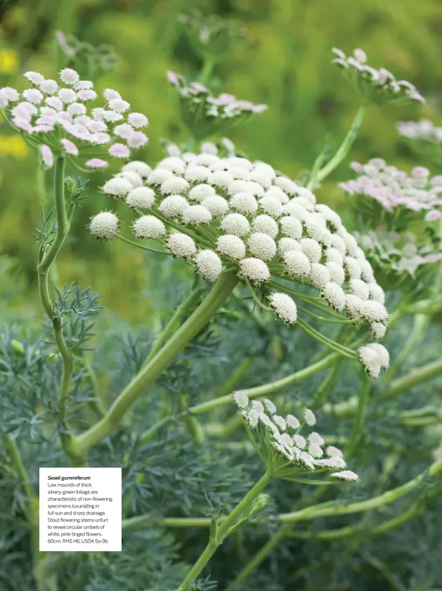  ??  ?? Seseli gummiferum
Low mounds of thick silvery-green foliage are characteri­stic of non-flowering specimens luxuriatin­g in full sun and sharp drainage. Stout flowering stems unfurl to reveal circular umbels of white, pink-tinged flowers. 60cm. RHS H6, USDA 5a-9b.