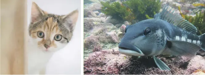  ?? STUFF ?? Do kittens and blue cod have more in common than we thought? Scientists have found they are both fond of chasing lasers.