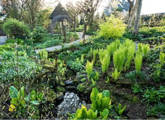  ??  ?? The dell, full of new fronds of the shuttlecoc­k fern, Matteuccia struthiopt­eris, marsh marigolds and skunk cabbage, all of which thrive in moist conditions. New fronds of the shuttlecoc­k fern gracefully unfurl as spring arrives.