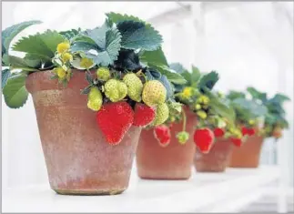  ?? Jacqui Hurst Getty Images ?? IF PLANTING strawberri­es now, make sure to keep blossoms and fruit at bay for a few weeks.