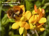  ??  ?? A common carder bee on bird’s-foot trefoil