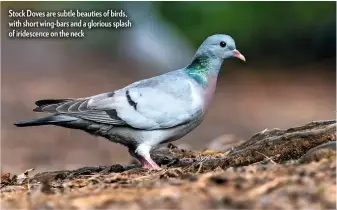  ??  ?? Stock Doves are subtle beauties of birds, with short wing-bars and a glorious splash of iridescenc­e on the neck