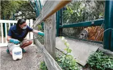  ??  ?? Watkins uses a portable sprayer to squirt goat milk into the mouth of Berani, a Malayan tiger.