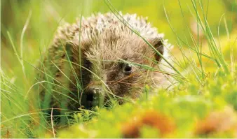  ??  ?? From top: surveys showed a need for swift nestboxes; data from Lodge Hill helped nightingal­es; a Seasearch survey at Cromer; research led to the 'hedgehog highways' concept.