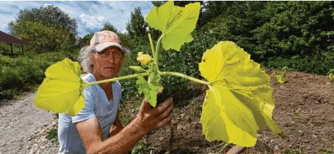  ?? Fotos: Marcus Merk ?? Martin Hesch pflanzt Zucchini in seinen Permakultu­r‰Garten am Waldrand bei Emersacker. Er legt Wert auf einen nachhaltig­en Umgang mit der Natur.