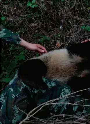  ??  ?? They rarely find opportunit­ies to get so close to pandas due to strict rules, despite the fact that they escort the animals all year round. The only chance for such “intimate contact” is when they retire and bid farewell to the pandas.