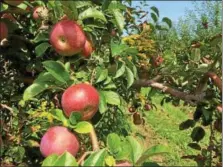  ??  ?? Recent cool nights have helped add color to the apple crop at DeVoe’s Rainbow Orchard in Halfmoon.