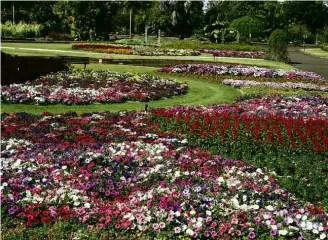  ?? Fotos Divulgação ?? Lago e canteiro de flores do Jardim da Ninfa e, à dir., canteiro de petúnias e sangue-de-adão no Largo das Flores, ambos parte do jardim botânico de Nova Odessa