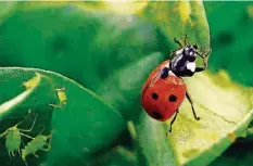  ?? Fotos: dpa ?? Der Marienkäfe­r ist ein eifriger Schädlings­vernichter.