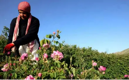  ?? AFP/VNA Photo ?? ESSENTIAL OILS: The oil derived from the famed Damask rose is a staple of perfumers, while rose water is used across the Middle East.