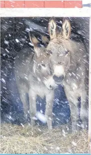  ??  ?? It’s not groundhog day at the hobby farm in Somerset NS, but when the donkeys (Béla and Bartók) stay in, so does their owner, Luc!