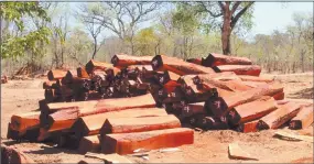  ??  ?? Adding value… Logs of timber harvested in the two Kavango regions. Photo: Nampa